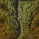 5-Questions - Go West IT Aerial view of a person walking along a narrow path through dense green fields.